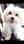 mymochipuppy